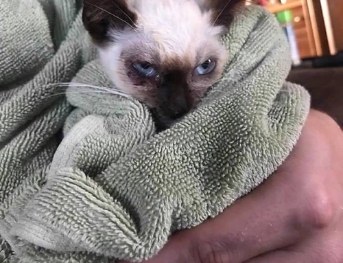 Kitten Dave