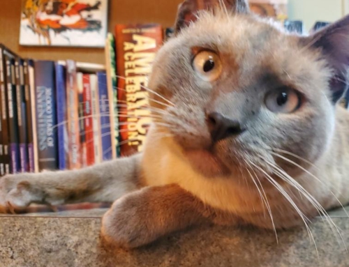 Therapy Cat