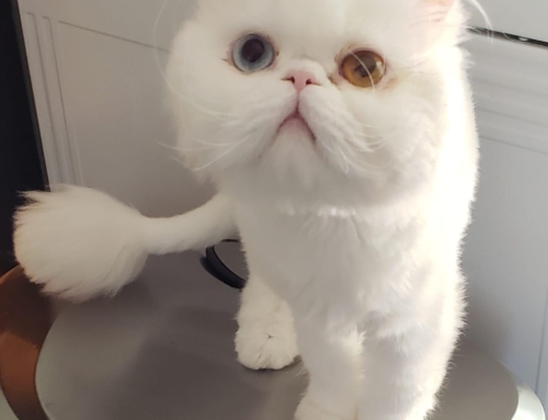 In Memory of Yeti