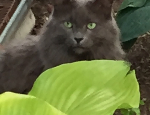 In Memory of Dusty