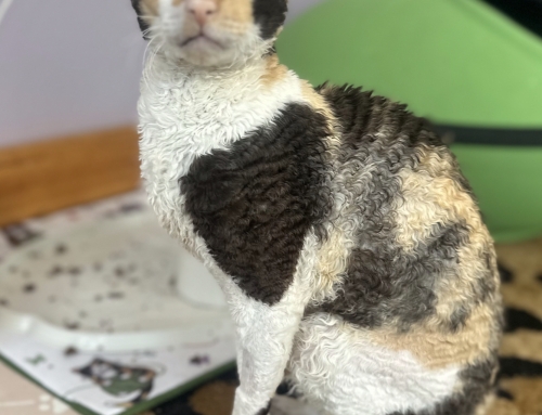Gracie
